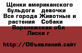 Щенки американского бульдога ( девочки) - Все города Животные и растения » Собаки   . Воронежская обл.,Лиски г.